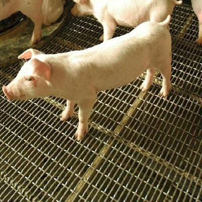 अच्छी कीमत सुअर की दीवार के लिए स्लॉटेड ग्रिजली वायर स्क्वायर होल स्क्रीन नालीदार ब्लैक आयरन कार्बन शीट स्टेनलेस स्टील बुना बुनाई क्रिम्प्ड वायर मेष ऑनलाइन